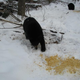 Illustration for article titled New Hampshire Man Cant Get His 27 Orphaned Bear Cubs To Go The Hell To Sleep